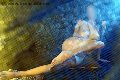 Foto Incontro Alina Ranieri Escort Rieti - 37